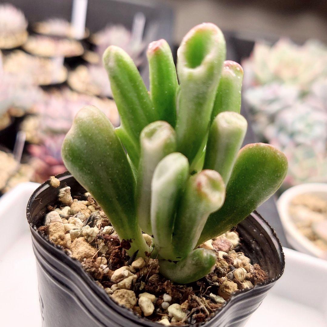 ゴーラム錦 抜き苗 クラッスラ 多肉植物 - メルカリ