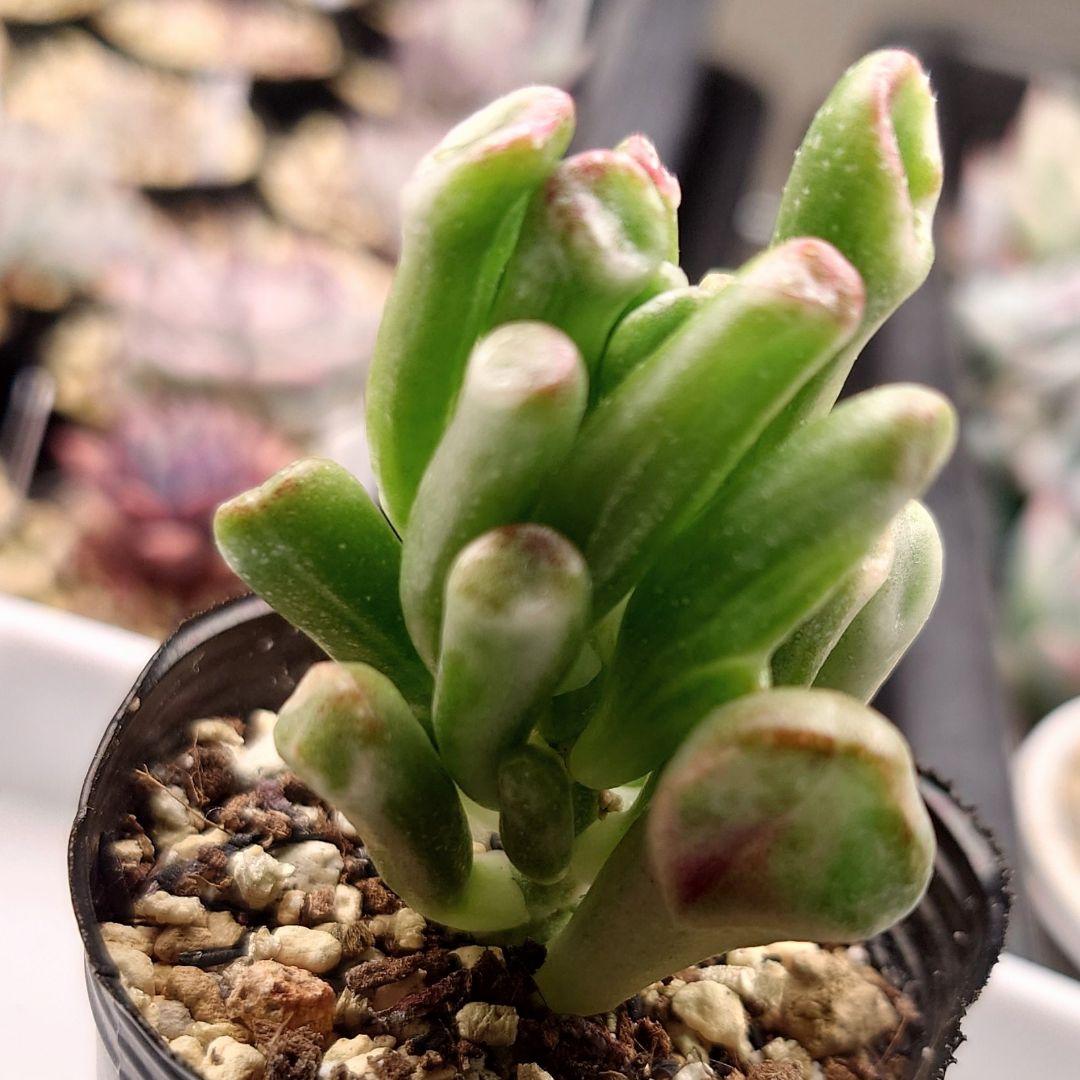 ゴーラム錦 抜き苗 クラッスラ 多肉植物 - メルカリ