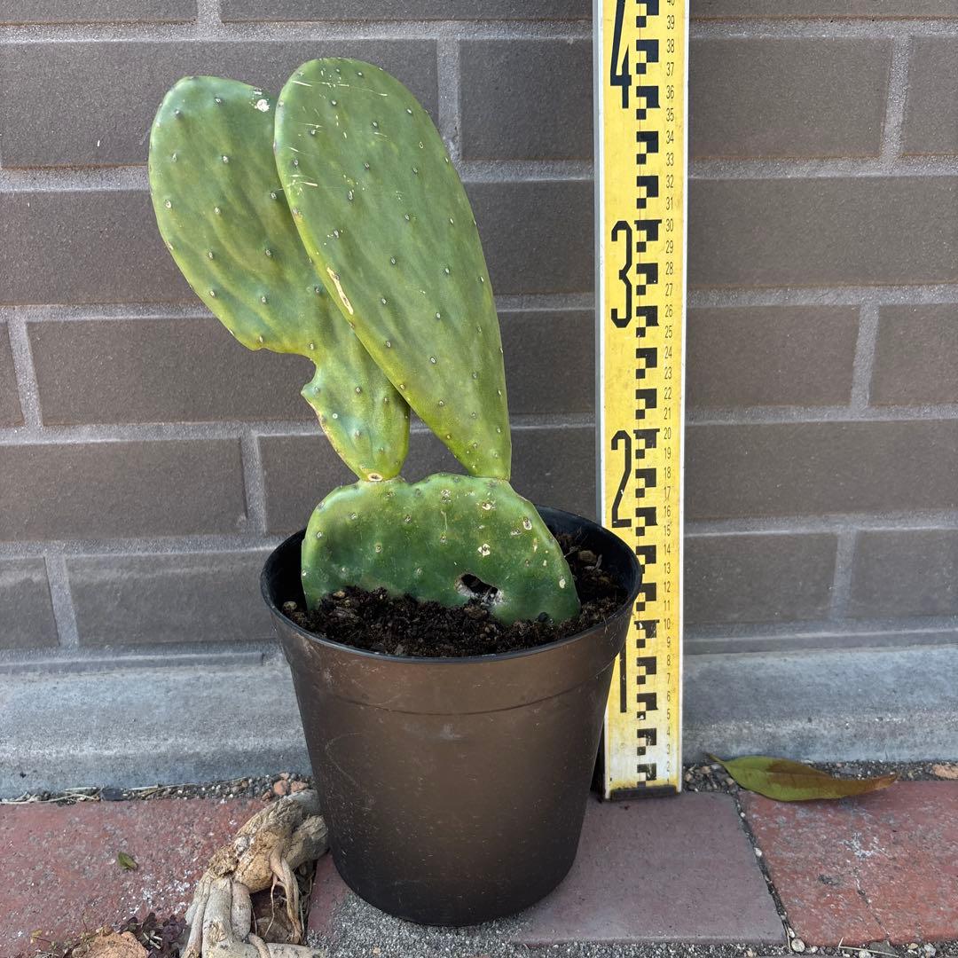 売り切越冬済 柱サボテン 鬼面角 発根 ドライガーデン ウチワサボテン