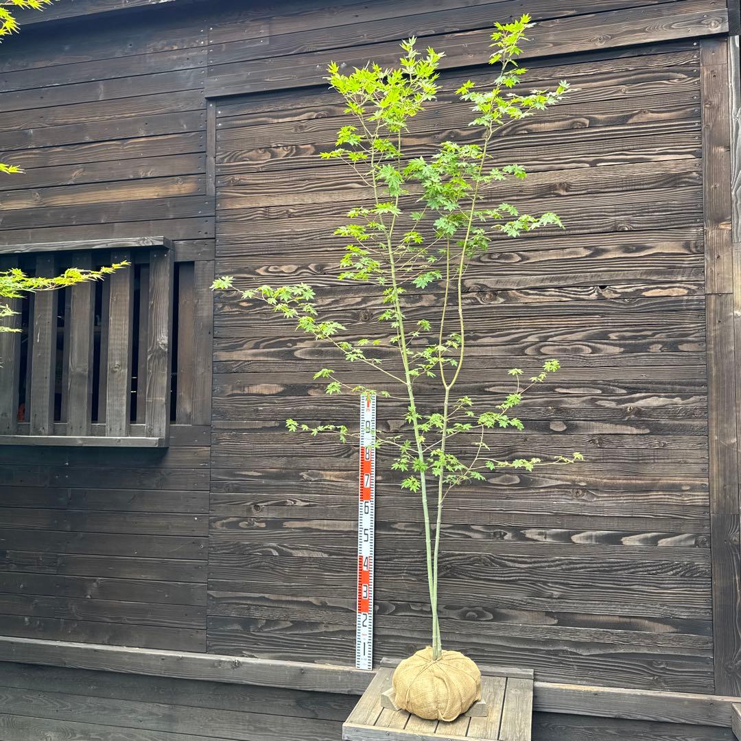 コハウチワカエデ/山採り天然木【現品発送】管理70500 - メルカリ