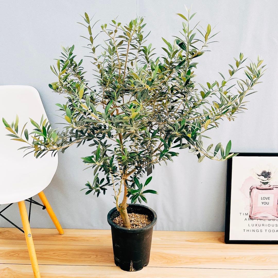 創樹 souju オリーブの木 オリーブ マンザニロ 8番 果樹 観葉植物 野外