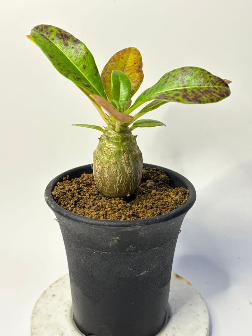 パキポディウム ウィンゾリー 実生 プラ鉢付き発送 - メルカリ