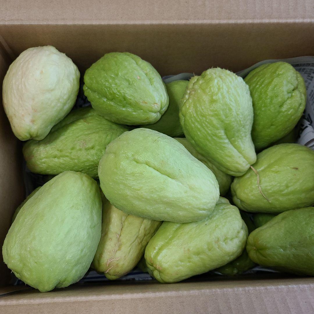 ハヤトウリ種　25個 ハヤトウリ 種 苗 3個｜Yahoo!フリマ（旧PayPayフリマ）