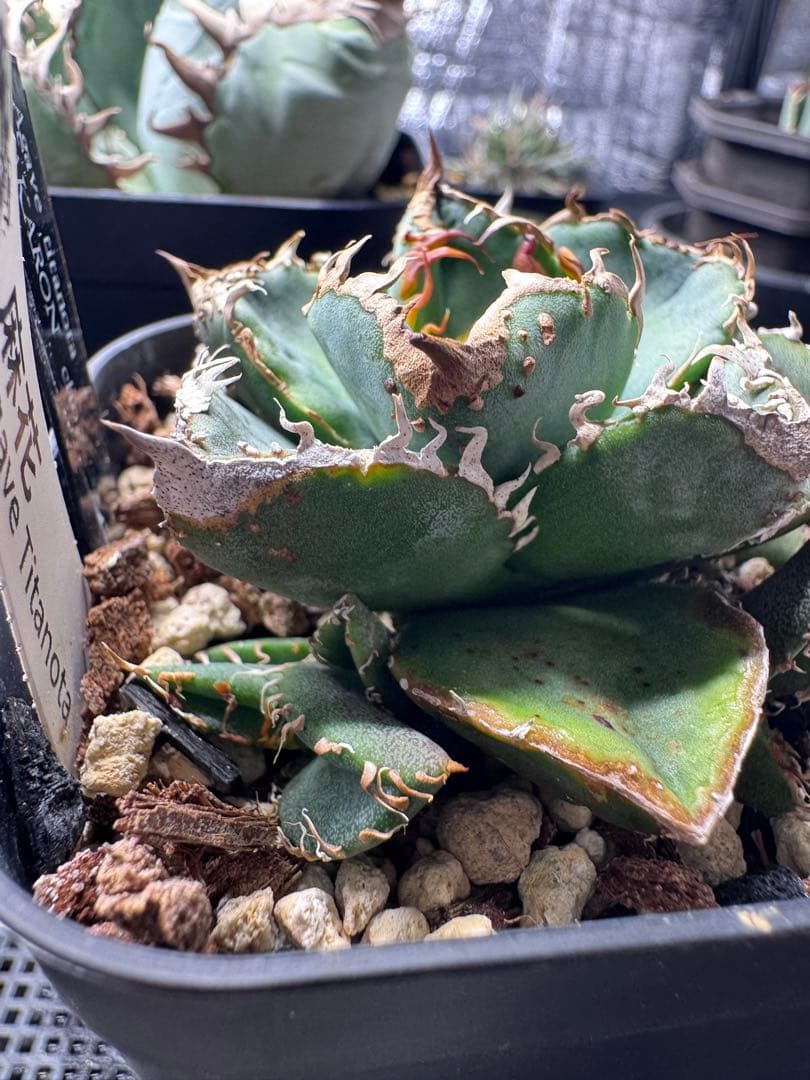 アガベ　麻花龍　ブツブツ Agave titanota '麻花龍' 栽培記録の紹介 – ゆるぷ