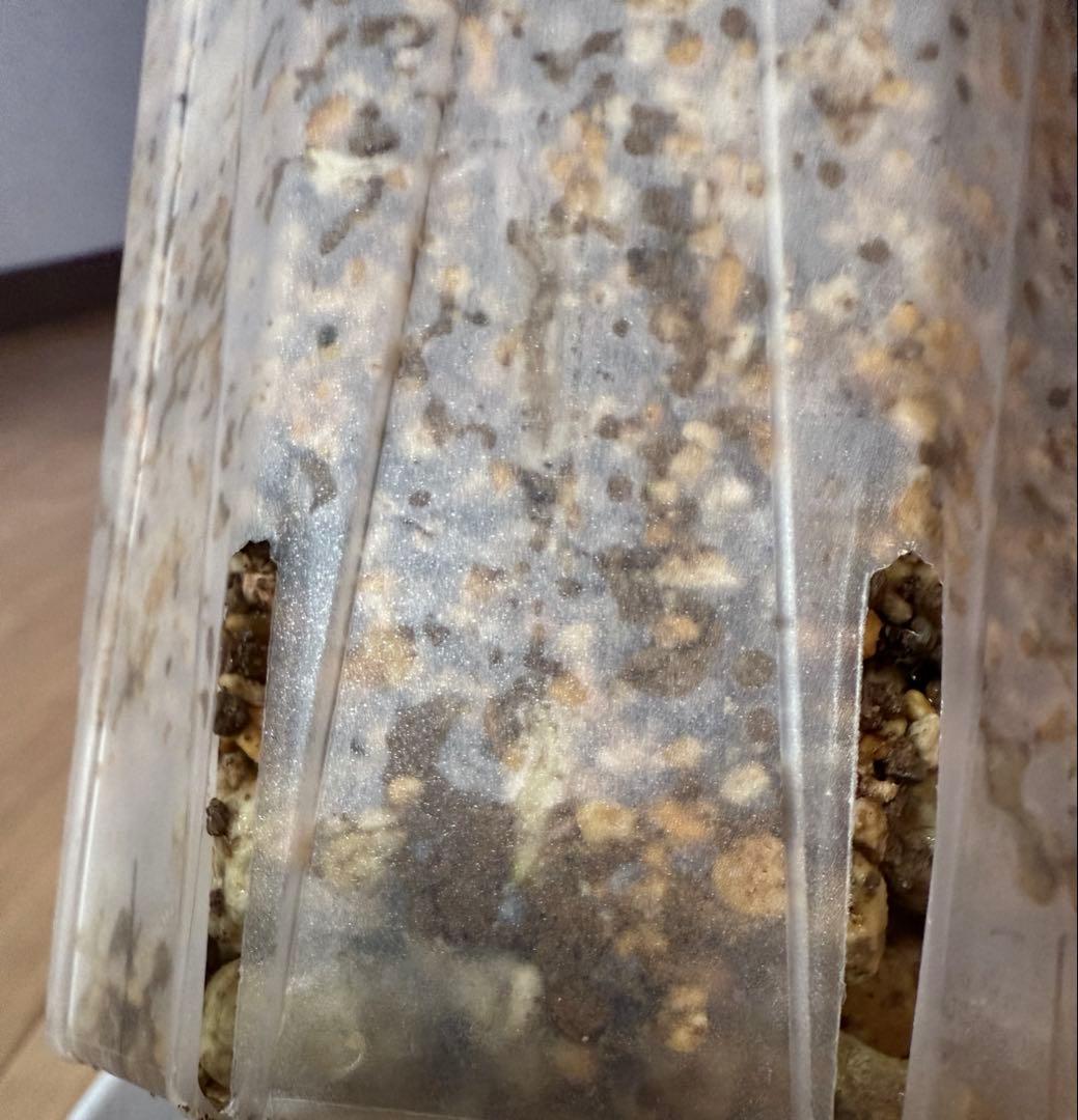 超希少激レア」モンステラ ホワイト ラヴァ デリシオーサ 切り込みあり