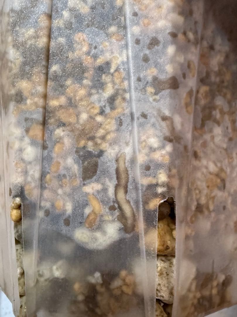 超希少激レア」モンステラ ホワイト ラヴァ デリシオーサ 切り込みあり