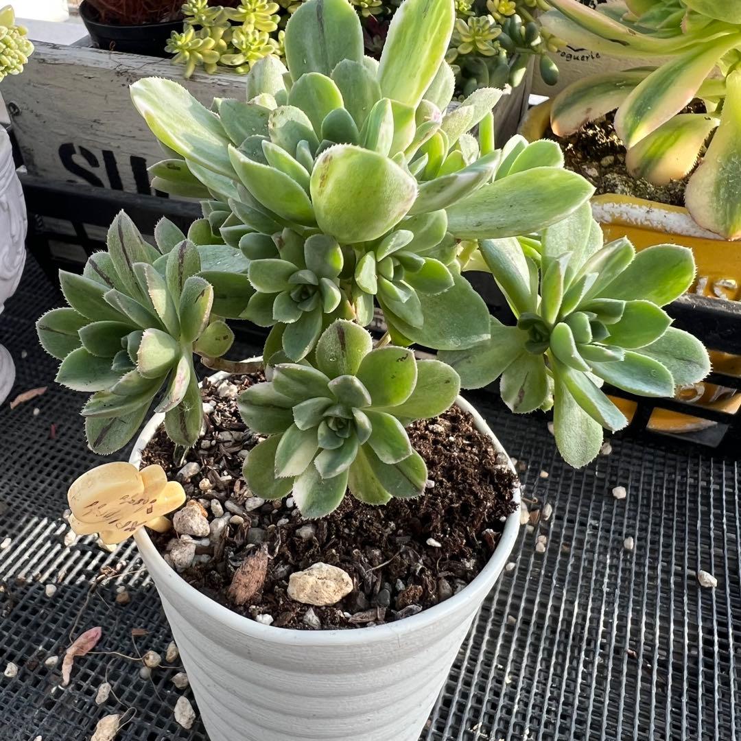 アエオニウム 愛染錦 抜き苗 - メルカリ