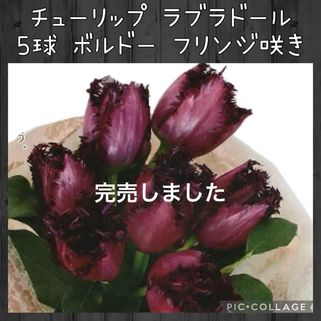 球根☆】ラブラドール 5球 チューリップ レア品種 ボルドー フリンジ