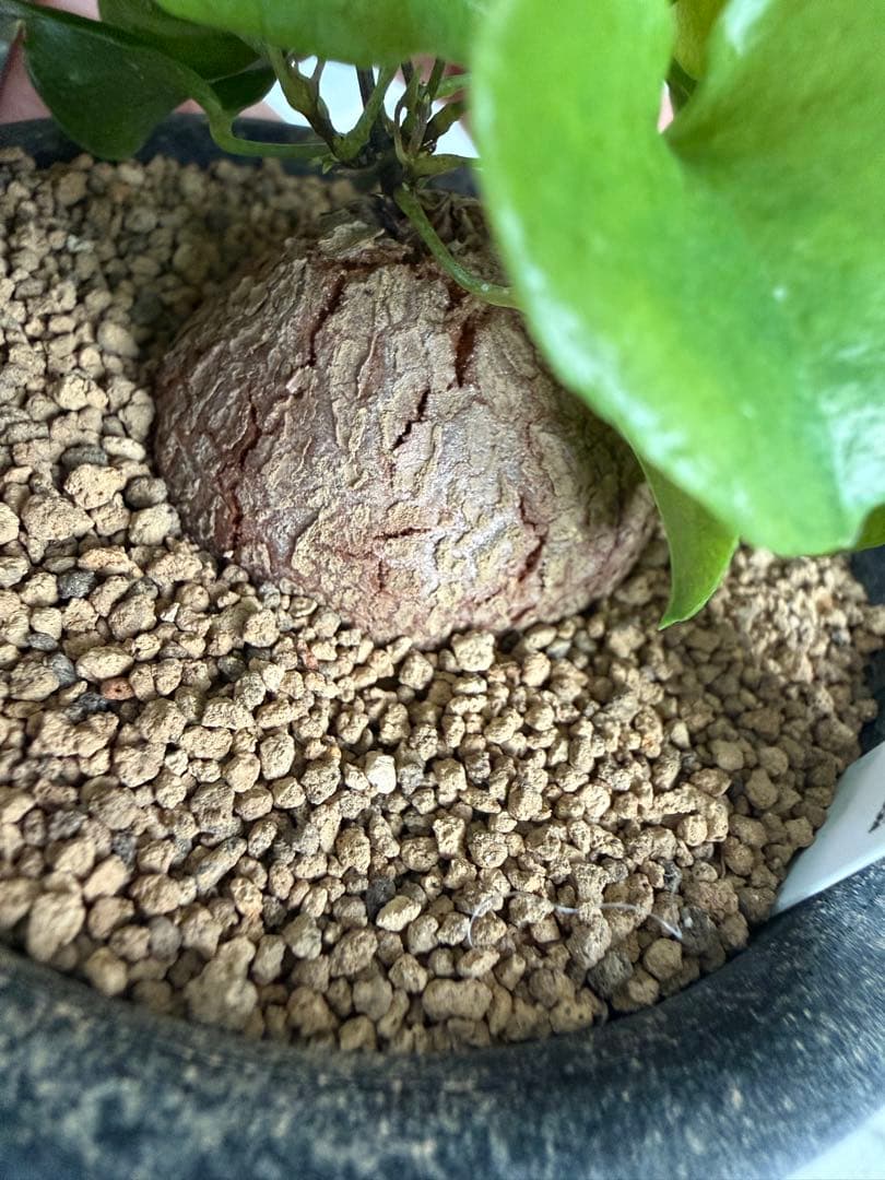 アフリカ亀甲竜 / ディオスコレア 塊根 コーデックス 多肉 冬型 第四種