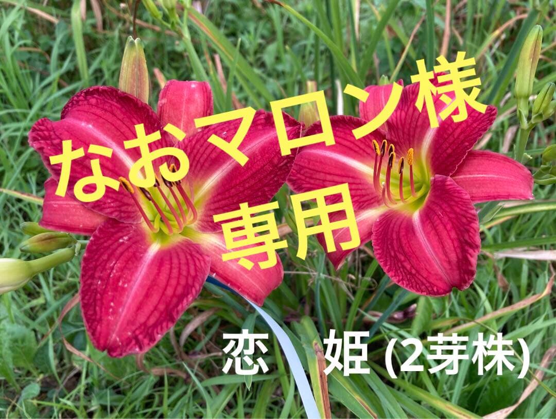 なおマロン　ヘメロカリス3品種セット なおマロン様専用 ヘメロカリス3品種セット - メルカリ