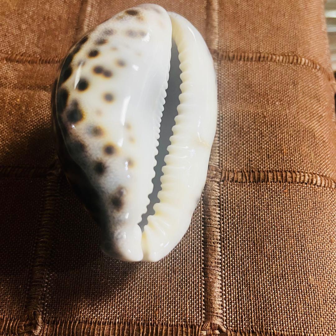 希少！特大沖縄県天然星宝貝（ホシダカラ） - メルカリ