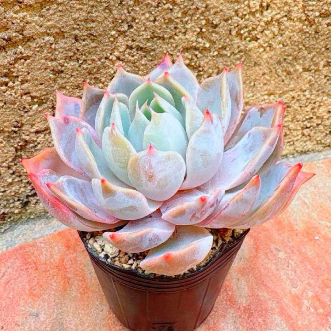 多肉植物 チェリークィーン 大苗 - メルカリ