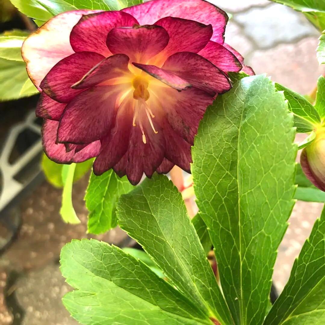 新潟ハイブリッド クリスマスローズ 11ポットセット お買い得です レア