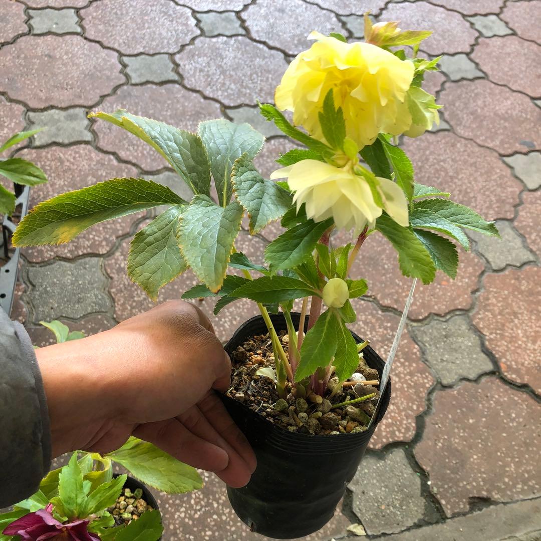 新潟ハイブリッド クリスマスローズ 11ポットセット お買い得です レア