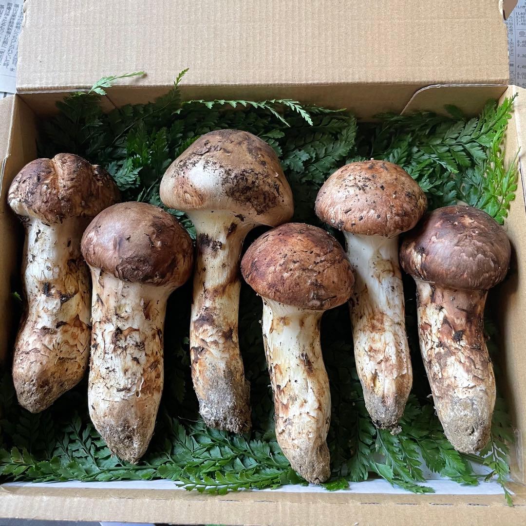 ④ 天然きのこ 国産天然松茸 495g まつたけ マツタケ きのこ キノコ 茸