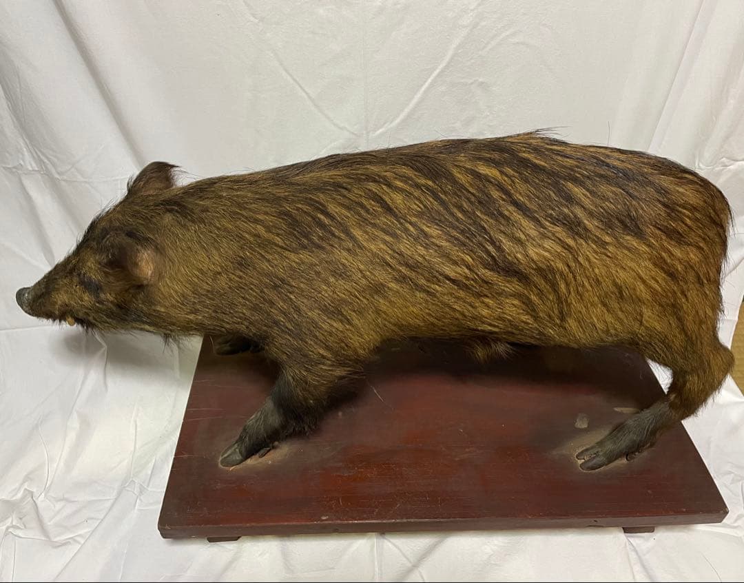 秀ちゃん　イノシシ　剥製