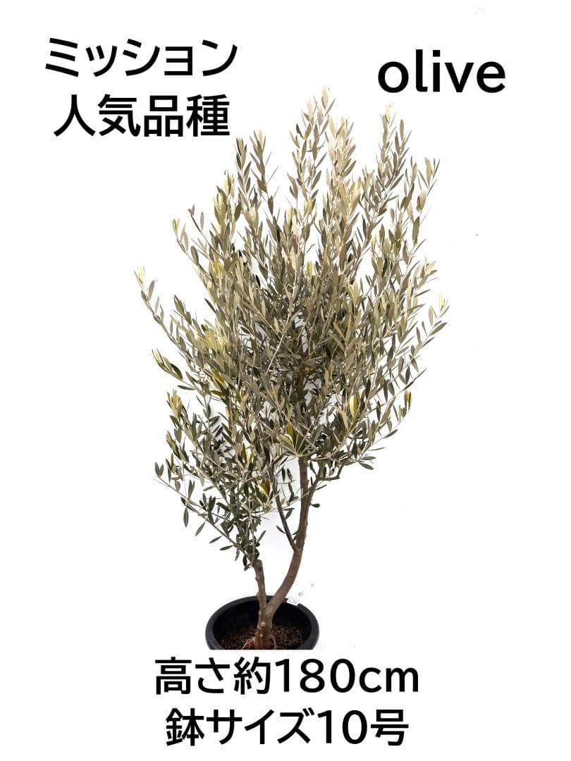 オリーブの木 ミッション 10号 約180cm K-363 人気品種 現品掲載