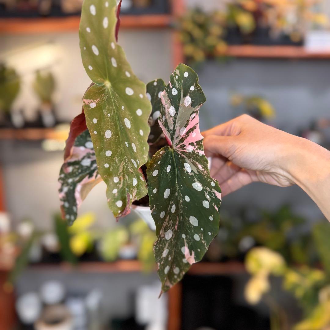 y*o様 3 ベゴニア マクラータ 斑入り 激レア 大株 - メルカリ