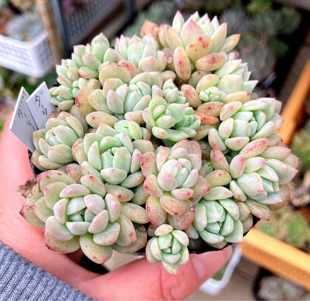 多肉植物抜き苗︎︎︎︎❤︎ダーリーサンシャイン 7.5センチポット