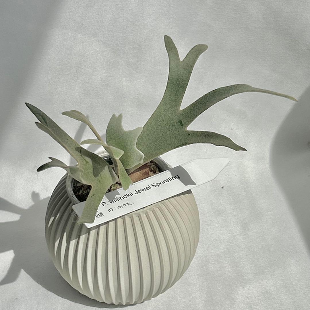 メルカリ便】P. willinckii Jewel Sporeling【93】 - メルカリ