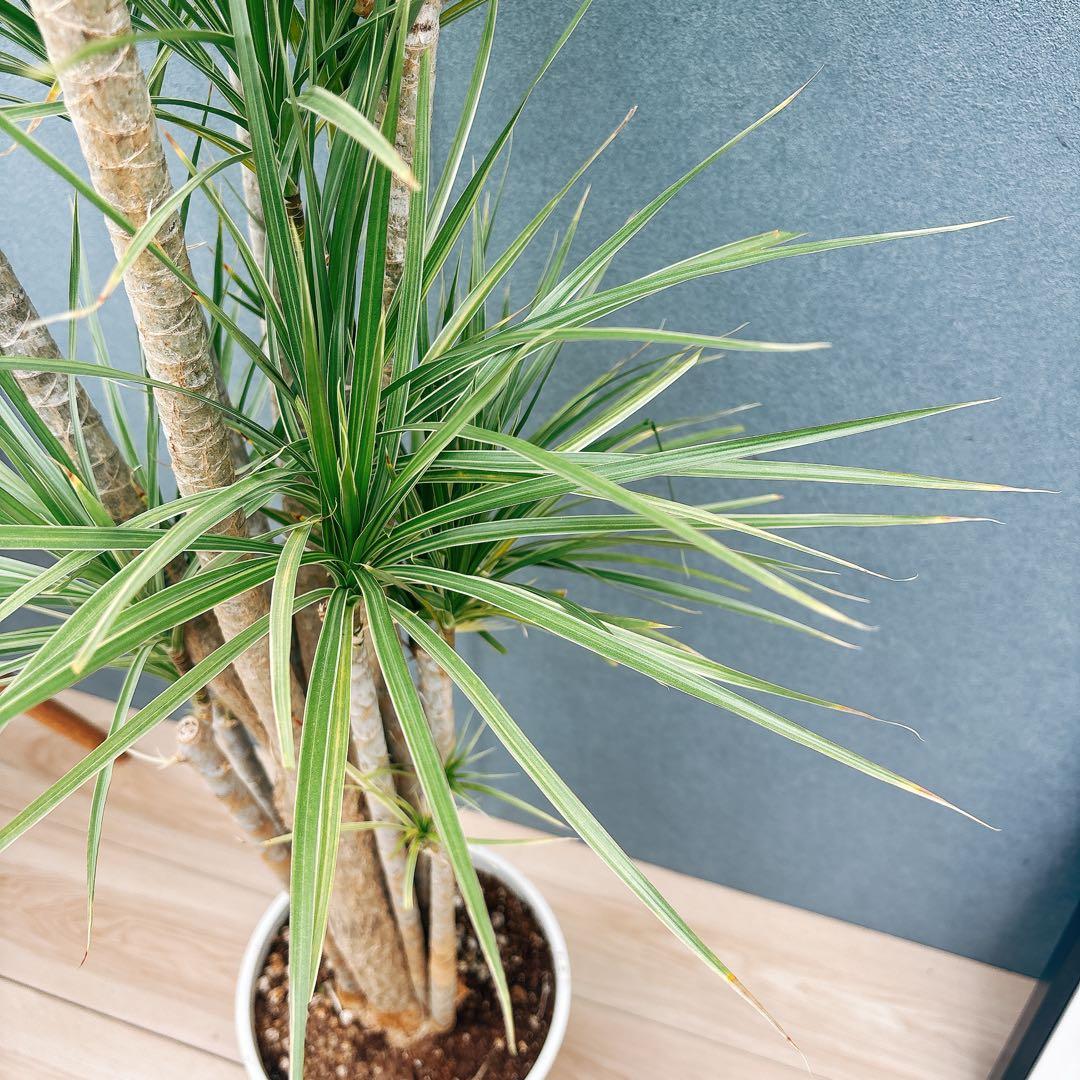 現品］34番 ドラセナ コンシンネ ホワイボリー 観葉植物 室内 8号