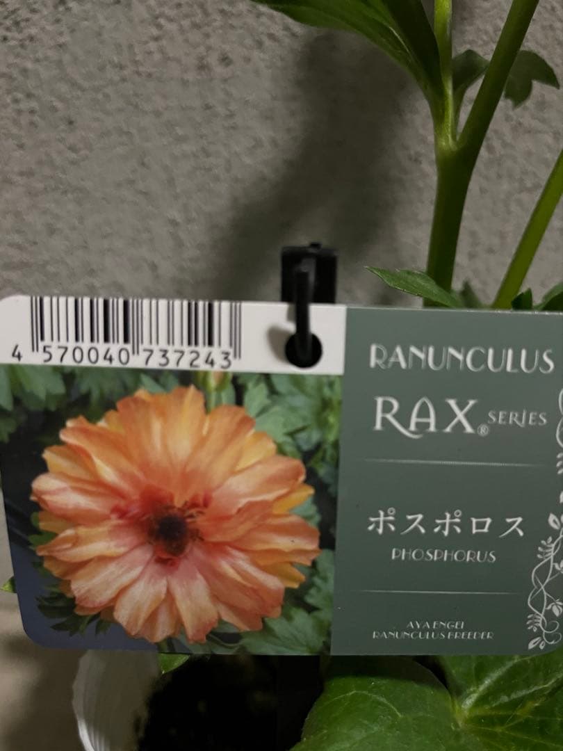 ラナンキュラスラックス ポスポロス ラベル付き タグ 正規品 - メルカリ