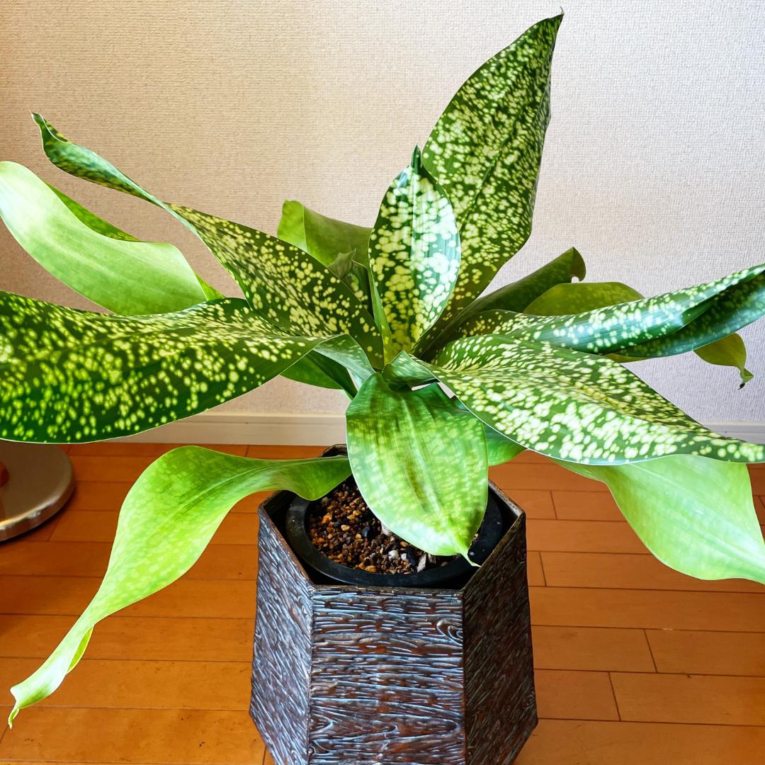 【希少！ほぼ流通なし 星屑のような斑点★】ドラセナ ドラセナ JTスターダスト