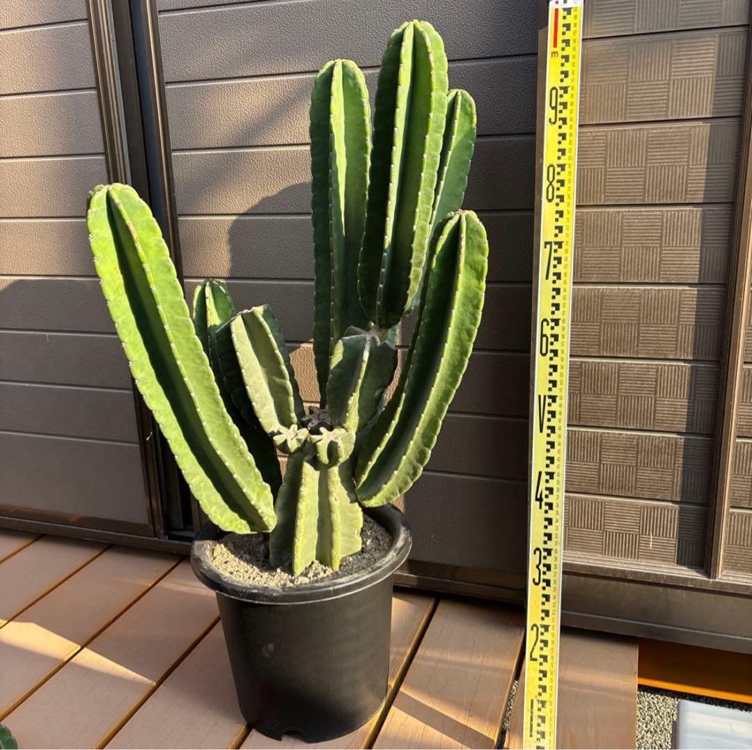 売り切り越冬 柱サボテン 鬼面角 発根 ドライガーデン ウチワサボテン