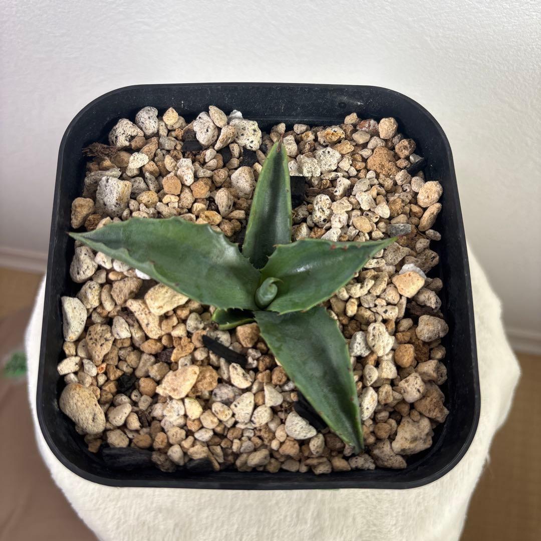 アガベ フェロックス グリーンゴブレット錦 子株 カキコ 地植え - メルカリ