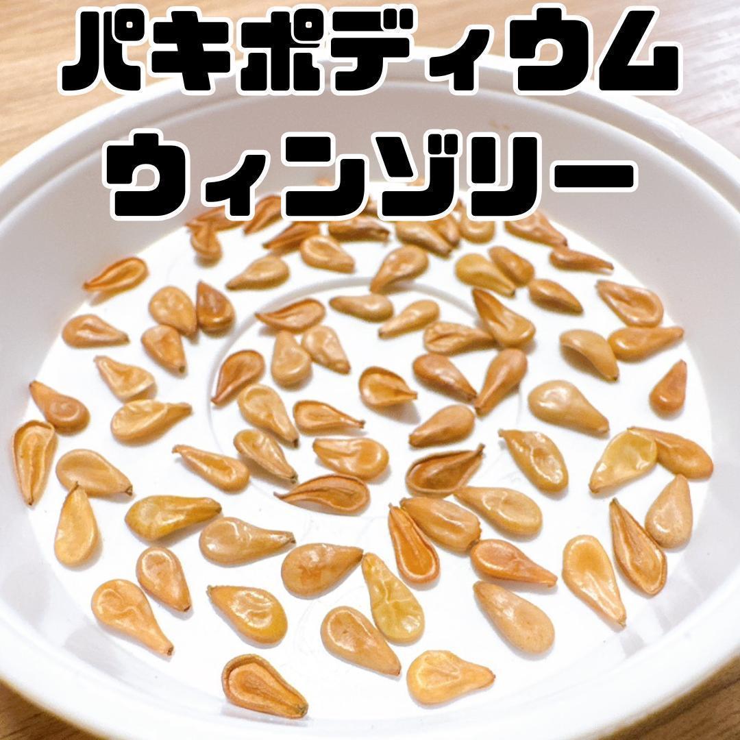 パキポディウム ウィンゾリー 輸入種子 10粒 2026年3月 入荷