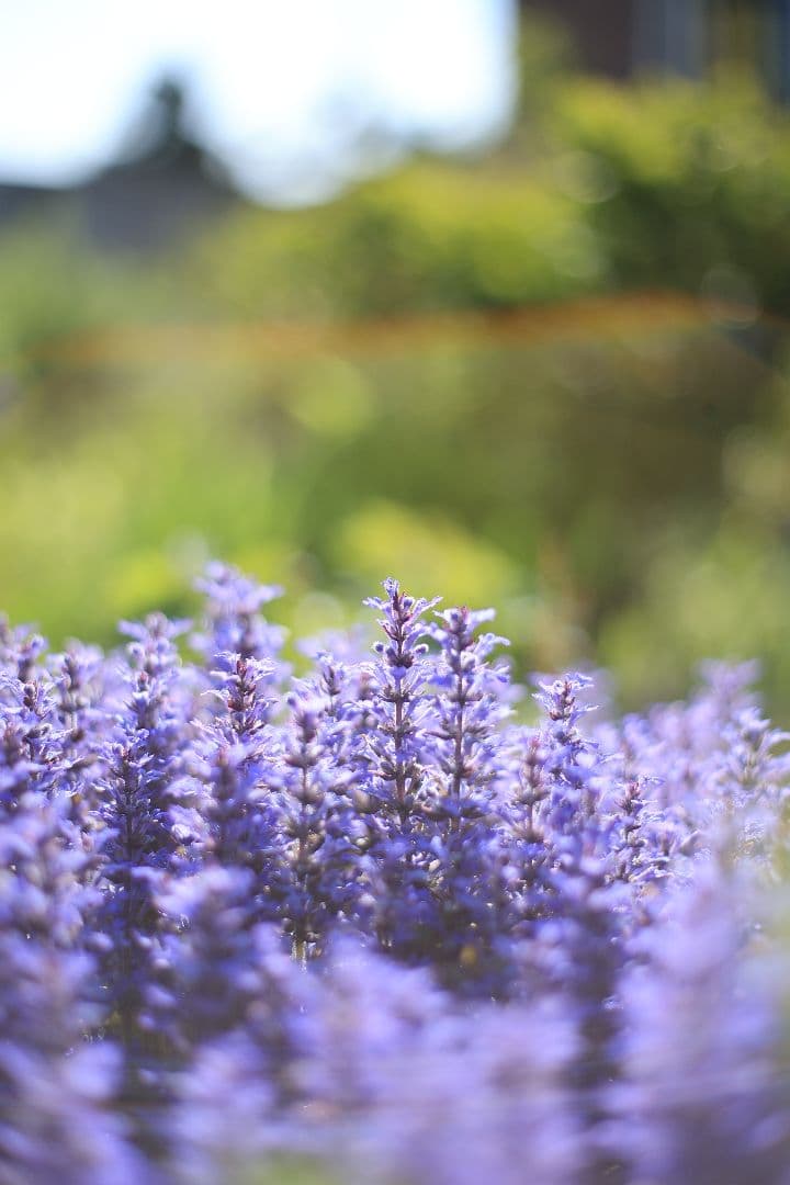 《希少》RICOH XR RIKENON 50mm F1.7 初期型 【良品】