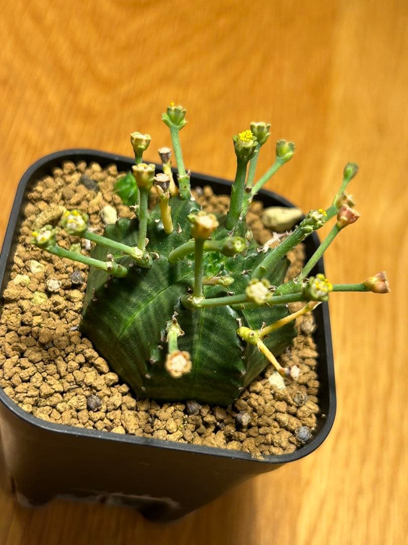 ユーフォルビア バリダ SBV交配 - メルカリ