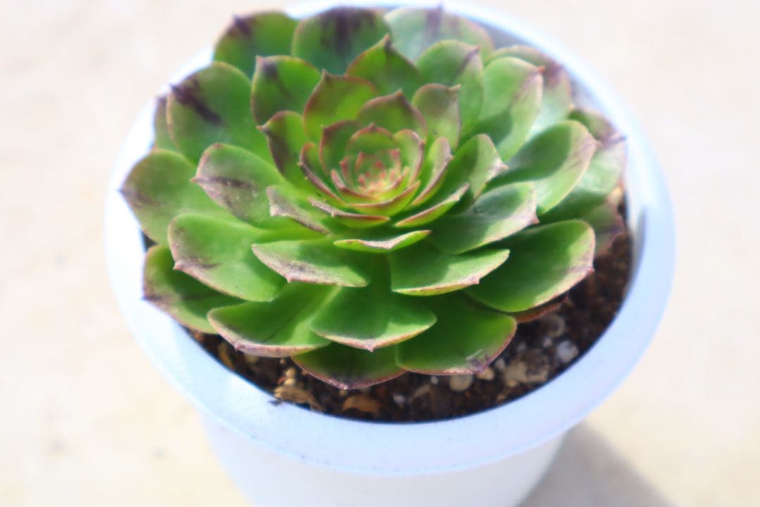 アエオニウム・ハロウィン糸錦 - メルカリ