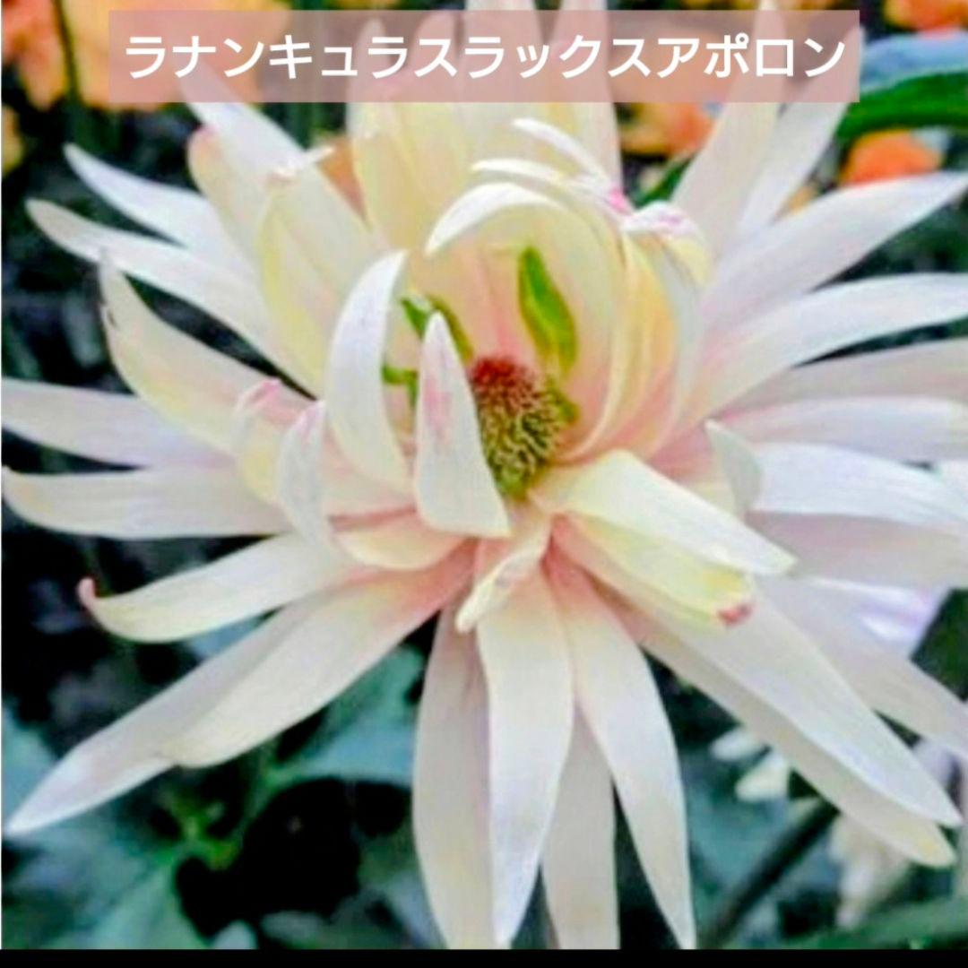 宿根草【綾園芸】ラナンキュラスラックス『ペネロペ・アポロン』新品種