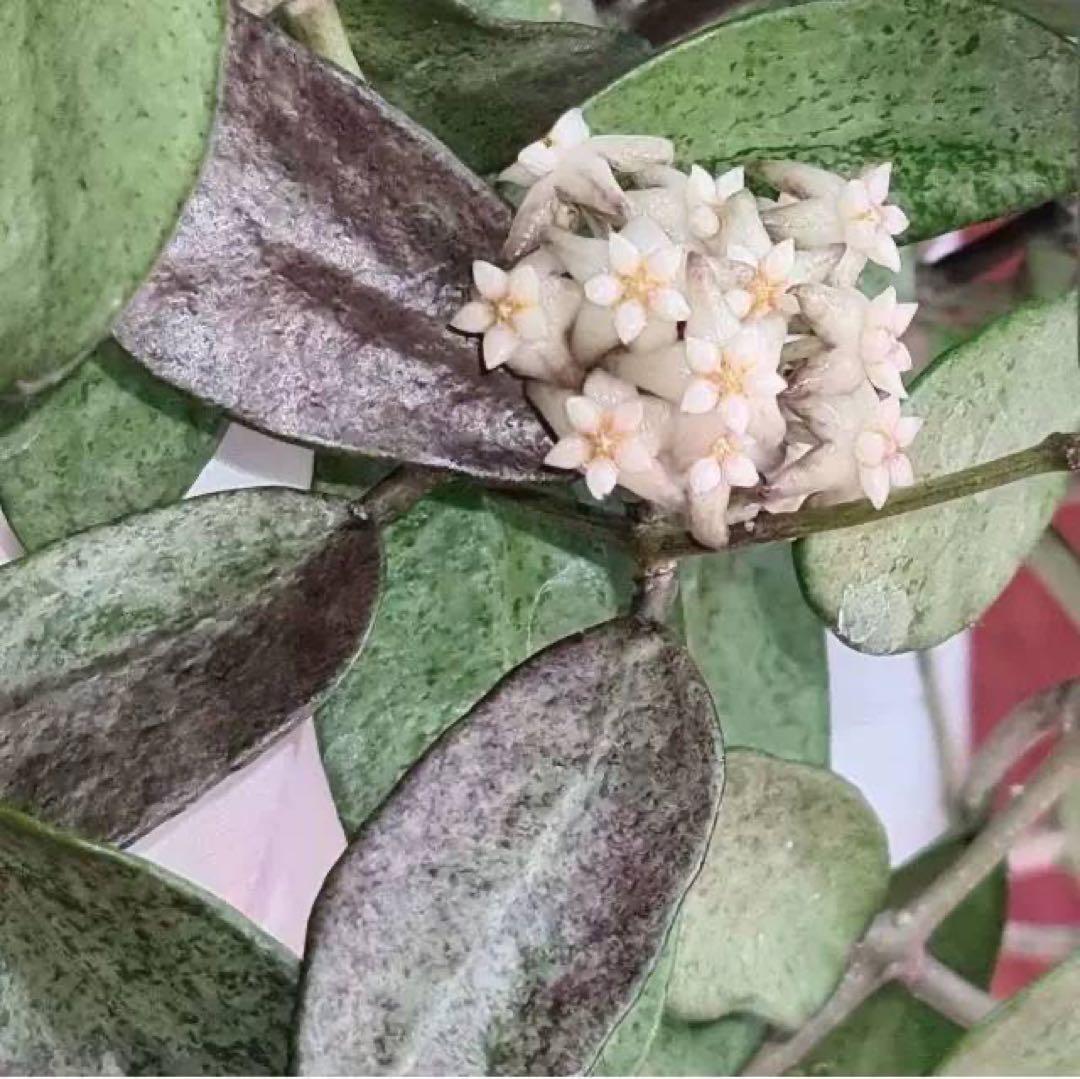 新着 レア ホヤ シルバーレディー サクララン パルダリウム 鉢花