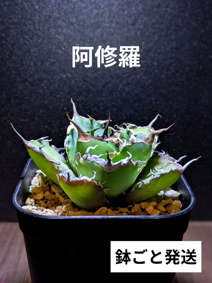 写真現品】アガベ チタノタ 阿修羅 ｜☆有望株（鉢ごと発送）② - メルカリ