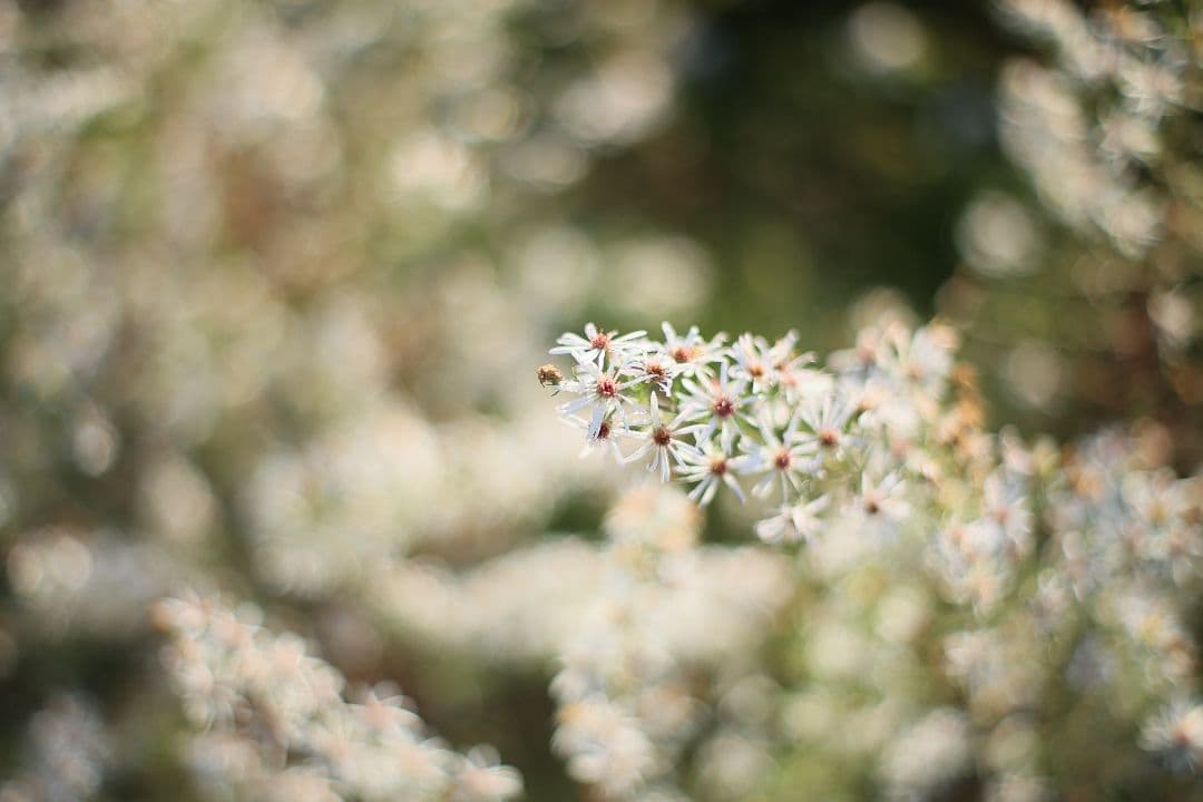 《希少》RICOH XR RIKENON 50mm F1.7 初期型【美品】