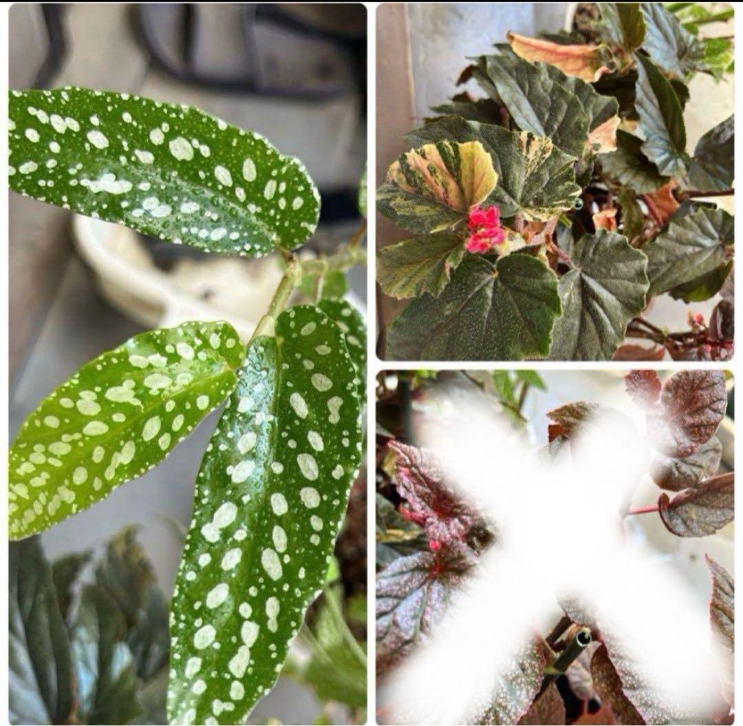 珍しいベゴニア　２種類　カット苗　熱帯植物　観葉植物　インテリア s-504745.jpg