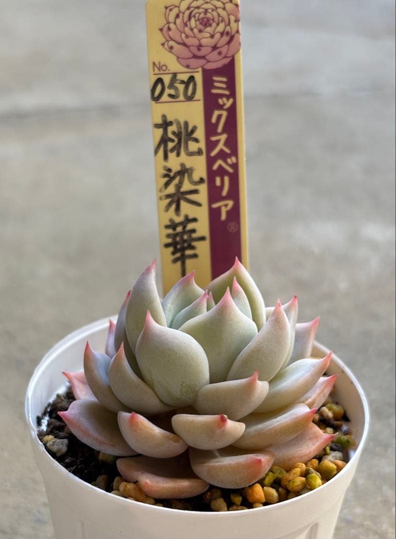 多肉植物 エケベリア ミックスベリア 桃染華 おらいさん 命名株 - メルカリ