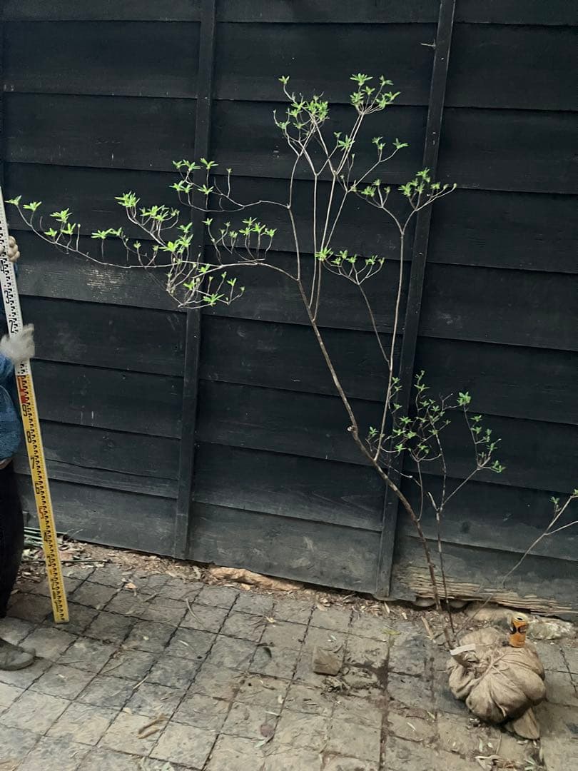 未開封・保証あり 11 山採り バイカツツジ