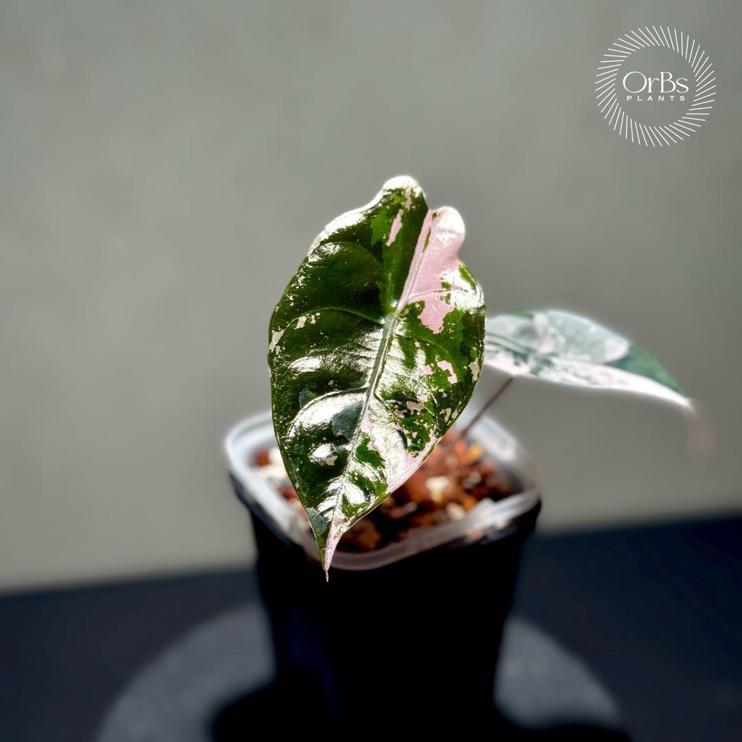 最終特価】アロカシア シャントリエリ ピンク斑入り 優良株 鉢のまま