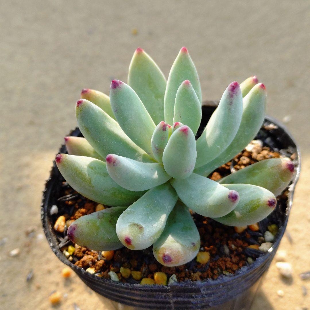 乙女心×ストリクチフローラノヴァ 多肉植物抜き苗うに - メルカリ