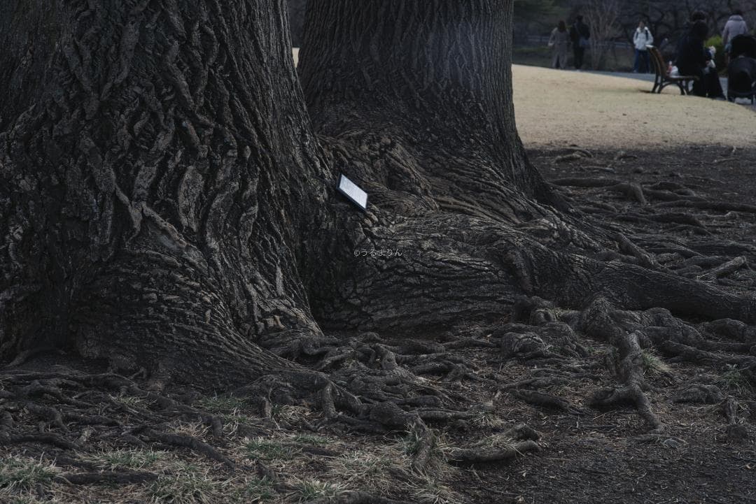 良品！CONTAX屈指の解像！SONNAR 85mm AEG オールドレンズ - メルカリ