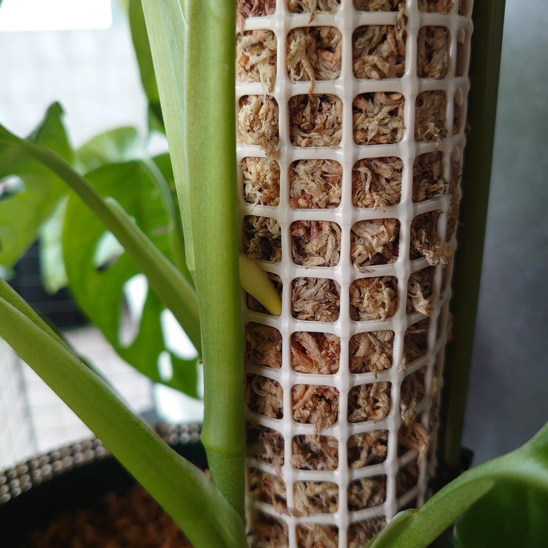 すぐに使えます！ 水苔入りモスポール 32cm/5φ 2本セット（黒タイプ