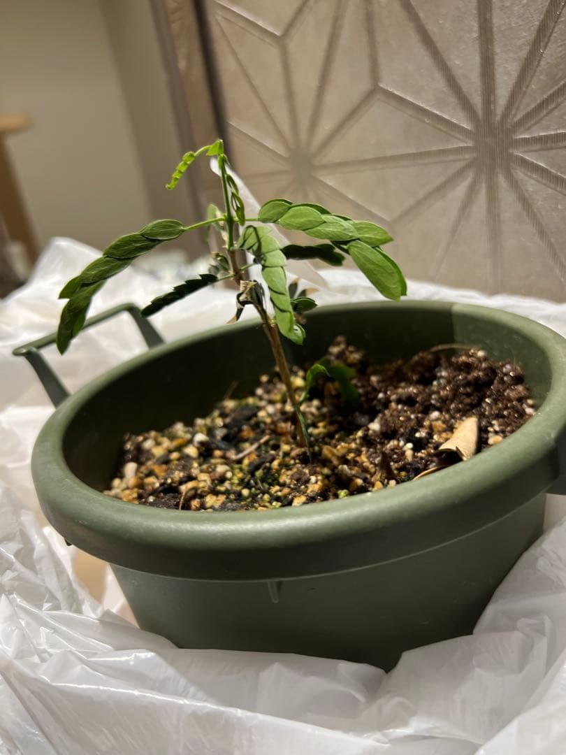 激レア】リグナムバイタ・癒瘡木の越冬した実生苗2