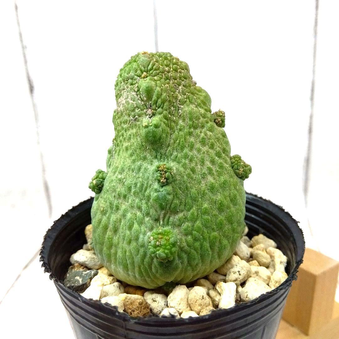 ☆M239☆ 珍品 プセウドリトス ハラルドヘラヌス 抜き苗発送【速達付】