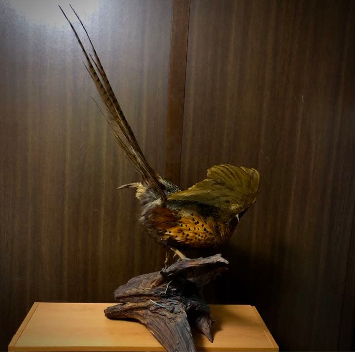 雉 コウライキジ 鳥 剥製 骨董品 芸術品 因縁物 - メルカリ