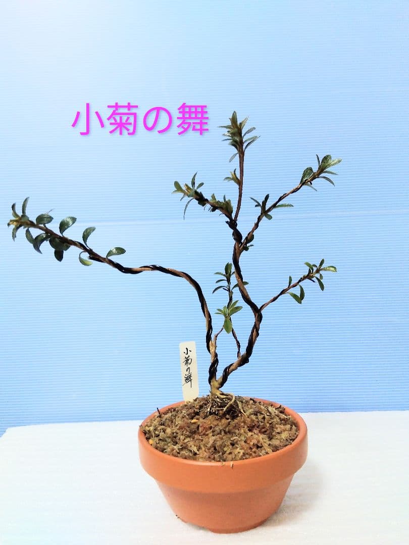 小菊の舞JK 皐月盆栽 さつき盆栽 サツキ盆栽 - メルカリ