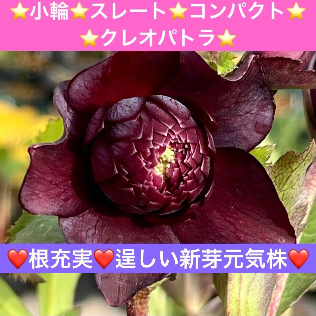 も*子様 ❤️根充実❤️逞しい新芽元気株❤️3207⭐️小輪⭐️スレート⭐️コン