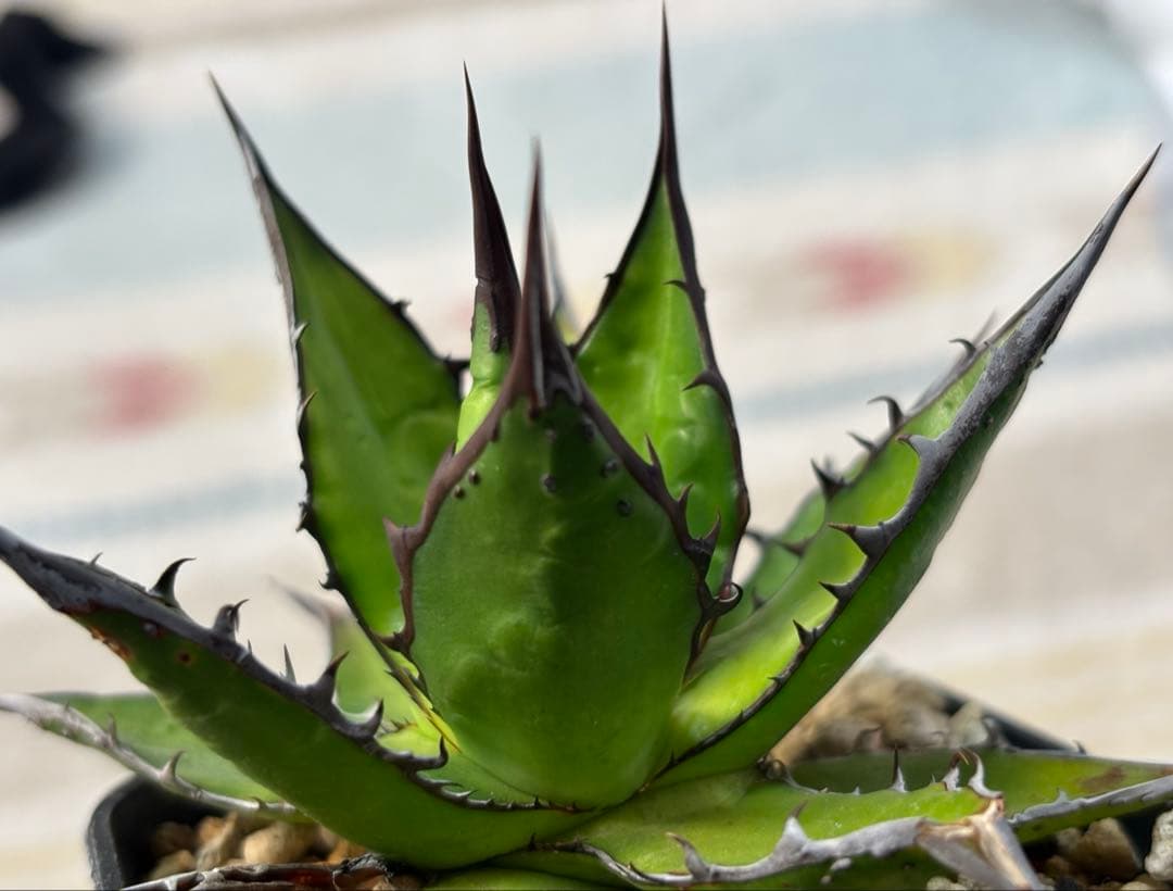 実生 ブツブツ ホリダ 検索)オアハカ オテロイ チタノタ アガベ fo-076 園芸ネット本店｜アガベ：オテロイ（チタノタ FO-076 エフオーゼロ